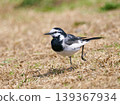Running white wagtail 139367934