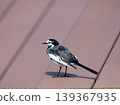White wagtail on a bench 139367935