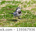 A white wagtail walking on the grass 139367936