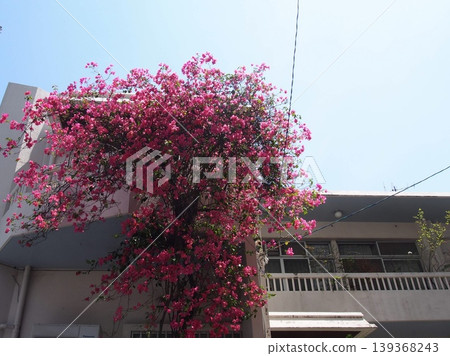 Bougainvillea in Okinawa 139368243