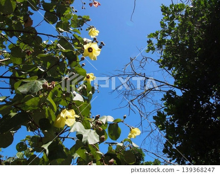 Nature of Byron Bay, Australia 139368247
