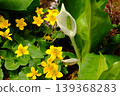 Spring wetland plant material featuring skunk cabbage and yellow flowers. 139368283