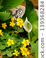 A spring plant landscape featuring skunk cabbage and yellow flowers. 139368284