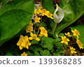 A spring landscape image featuring skunk cabbage and yellow flowers. 139368285
