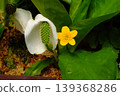 Springtime natural plant material featuring skunk cabbage and yellow flowers. 139368286