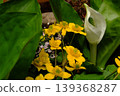 A close-up of the skunk cabbage flower, a spring plant image. 139368287