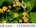 A spring natural landscape image featuring skunk cabbage and yellow flowers. 139368288