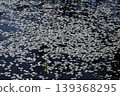 Texture material of clusters of white flowers spreading along the water's edge. 139368295