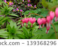 Natural bokeh material featuring pink flowers in the foreground and plants in the background. 139368296