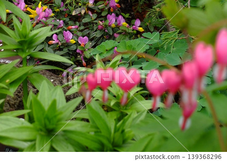 Natural bokeh material featuring pink flowers in the foreground and plants in the background. Natural bokeh material featuring pink flowers in the foreground and plants in the background. 139368296