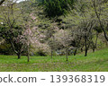 Natural landscape image of a hill covered with cherry blossoms and fresh green leaves in spring. 139368319