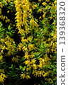 A close-up of a branch with yellow flowers - a spring plant image. 139368320