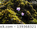 Springtime natural material: purple wildflowers blooming on mossy rocks 139368321