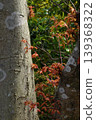Spring plant natural material: young red leaves growing from the trunk 139368322