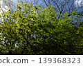 A spring natural landscape image featuring fresh green maple leaves and a clear blue sky. 139368323