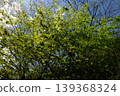 A natural background texture created by the spring blue sky and fresh green maple leaves. 139368324