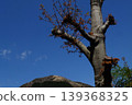 Natural background material featuring trees budding in spring, a blue sky, and mountains. 139368325