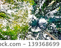 Looking up, I see green leaves 139368699