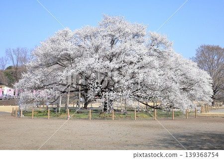 栃木縣下野市天平之丘公園:薄住櫻花 栃木縣下野市天平之丘公園:薄住櫻花 139368754