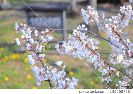 栃木縣下野市天平之丘公園:薄住櫻花 栃木縣下野市天平之丘公園:薄住櫻花 139368756