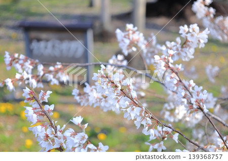Tenpyo-no-Oka Park, Shimotsuke City, Tochigi Prefecture: Usuzumi Cherry Tree 139368757