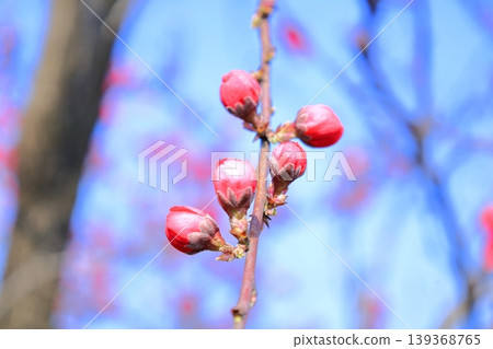 栃木縣下野市天平之丘公園的櫻花 栃木縣下野市天平之丘公園的櫻花 139368765