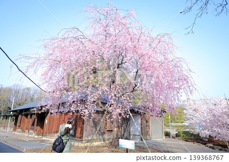 Tochigi Prefecture, Shimotsuke City, Tenpyo-no-Oka Park, Weeping Cherry Tree 139368767
