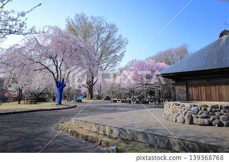 Tenpyo-no-Oka Park, Shimotsuke City, Tochigi Prefecture: Cherry blossoms and old farmhouses Tenpyo-no-Oka Park, Shimotsuke City, Tochigi Prefecture: Cherry blossoms and old farmhouses 139368768
