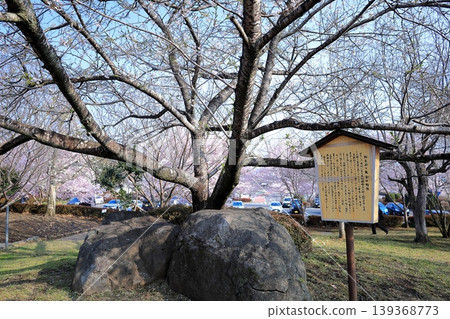 栃木縣下野市天平之丘公園的櫻花 栃木縣下野市天平之丘公園的櫻花 139368773
