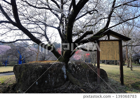 栃木縣下野市天平之丘公園盛岡石割櫻花樹 栃木縣下野市天平之丘公園盛岡石割櫻花樹 139368783