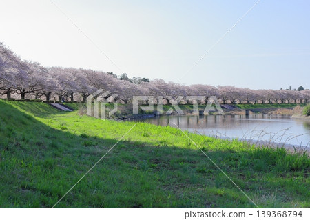 栃木縣下野市菅形川堤岸櫻花盛開 / 菅形川休閒公園 栃木縣下野市菅形川堤岸櫻花盛開 / 菅形川休閒公園 139368794