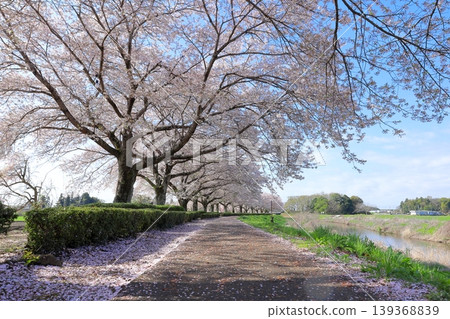 Cherry blossoms in full bloom along the Sugata River embankment / Sugata River Amenity Park, Shimotsuke City, Tochigi Prefecture Cherry blossoms in full bloom along the Sugata River embankment / Sugata River Amenity Park, Shimotsuke City, Tochigi Prefecture 139368839