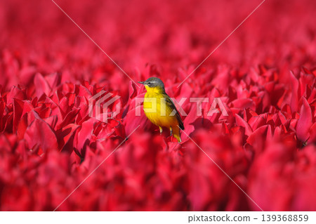 Western yellow wagtail bird sitting on a tulip in a blooming field. Western yellow wagtail bird sitting on a tulip in a blooming field. 139368859