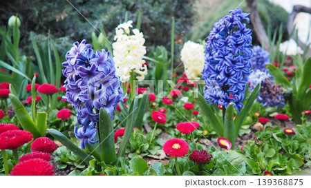 Colourful Terry Hyacinthus bulbous herb and Red Bellis perennis English daisy, spring-blooming perennials. Flowerbed lawn design. Fragrant Blue, white, pink, yellow, red and burgundy flowering plants. 139368875