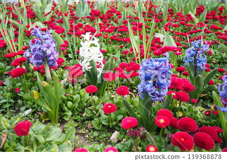 Colourful Terry Hyacinthus bulbous herb and Red Bellis perennis English daisy, spring-blooming perennials. Flowerbed lawn design. Fragrant Blue, white, pink, yellow, red and burgundy flowering plants. 139368878