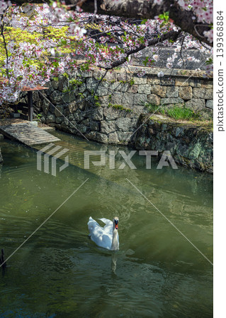 Spring scenery along the Kurashiki River: Swans and cherry blossoms Spring scenery along the Kurashiki River: Swans and cherry blossoms 139368884