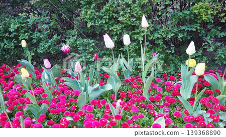 Colourful Terry Tulips and Red Bellis perennis English daisy. Flowerbed lawn design. Tulip Tulipa plant Lily Liliaceae. Cultivars like Bellissima Red Pomponette are popular for double red flowers 139368890