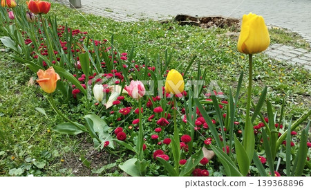 Colourful Terry Tulips and Red Bellis perennis English daisy. Flowerbed lawn design. Tulip Tulipa plant Lily Liliaceae. Cultivars like Bellissima Red Pomponette are popular for double red flowers Colourful Terry Tulips and Red Bellis perennis English daisy. Flowerbed lawn design. Tulip Tulipa plant Lily Liliaceae. Cultivars like Bellissima Red Pomponette are popular for double red flowers 139368896
