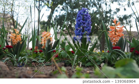 Colourful Terry Hyacinthus bulbous herb and Red Bellis perennis English daisy, spring-blooming perennials. Flowerbed lawn design. Fragrant Blue, white, pink, yellow, red and burgundy flowering plants. Colourful Terry Hyacinthus bulbous herb and Red Bellis perennis English daisy, spring-blooming perennials. Flowerbed lawn design. Fragrant Blue, white, pink, yellow, red and burgundy flowering plants. 139368904