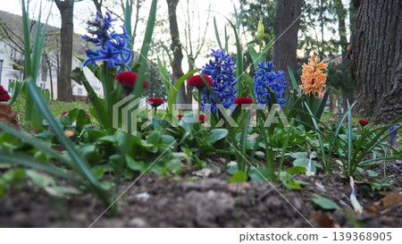 Colourful Terry Hyacinthus bulbous herb and Red Bellis perennis English daisy, spring-blooming perennials. Flowerbed lawn design. Fragrant Blue, white, pink, yellow, red and burgundy flowering plants. Colourful Terry Hyacinthus bulbous herb and Red Bellis perennis English daisy, spring-blooming perennials. Flowerbed lawn design. Fragrant Blue, white, pink, yellow, red and burgundy flowering plants. 139368905