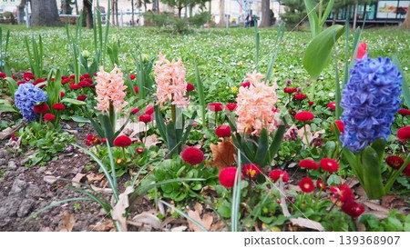 Colourful Terry Hyacinthus bulbous herb and Red Bellis perennis English daisy, spring-blooming perennials. Flowerbed lawn design. Fragrant Blue, white, pink, yellow, red and burgundy flowering plants. Colourful Terry Hyacinthus bulbous herb and Red Bellis perennis English daisy, spring-blooming perennials. Flowerbed lawn design. Fragrant Blue, white, pink, yellow, red and burgundy flowering plants. 139368907
