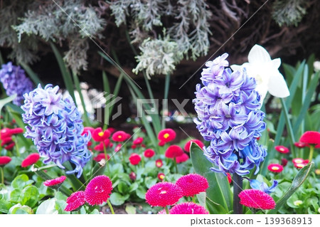 Colourful Terry Hyacinthus bulbous herb and Red Bellis perennis English daisy, spring-blooming perennials. Flowerbed lawn design. Fragrant Blue, white, pink, yellow, red and burgundy flowering plants. Colourful Terry Hyacinthus bulbous herb and Red Bellis perennis English daisy, spring-blooming perennials. Flowerbed lawn design. Fragrant Blue, white, pink, yellow, red and burgundy flowering plants. 139368913