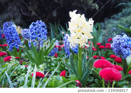 Colourful Terry Hyacinthus bulbous herb and Red Bellis perennis English daisy, spring-blooming perennials. Flowerbed lawn design. Fragrant Blue, white, pink, yellow, red and burgundy flowering plants. Colourful Terry Hyacinthus bulbous herb and Red Bellis perennis English daisy, spring-blooming perennials. Flowerbed lawn design. Fragrant Blue, white, pink, yellow, red and burgundy flowering plants. 139368917