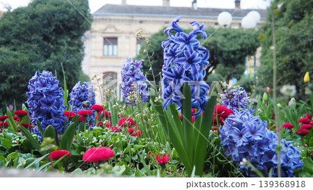 Colourful Terry Hyacinthus bulbous herb and Red Bellis perennis English daisy, spring-blooming perennials. Flowerbed lawn design. Fragrant Blue, white, pink, yellow, red and burgundy flowering plants. Colourful Terry Hyacinthus bulbous herb and Red Bellis perennis English daisy, spring-blooming perennials. Flowerbed lawn design. Fragrant Blue, white, pink, yellow, red and burgundy flowering plants. 139368918
