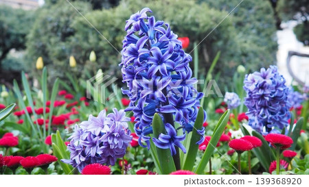 Colourful Terry Hyacinthus bulbous herb and Red Bellis perennis English daisy, spring-blooming perennials. Flowerbed lawn design. Fragrant Blue, white, pink, yellow, red and burgundy flowering plants. Colourful Terry Hyacinthus bulbous herb and Red Bellis perennis English daisy, spring-blooming perennials. Flowerbed lawn design. Fragrant Blue, white, pink, yellow, red and burgundy flowering plants. 139368920