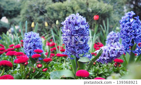 Colourful Terry Hyacinthus bulbous herb and Red Bellis perennis English daisy, spring-blooming perennials. Flowerbed lawn design. Fragrant Blue, white, pink, yellow, red and burgundy flowering plants. 139368921