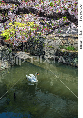 倉敷川沿岸的春景:天鵝與櫻花 倉敷川沿岸的春景:天鵝與櫻花 139368928