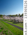 Sayama Park in the season of cherry blossoms; looking down at the Wind Plaza from the embankment. 139369226