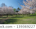 Sayama Park during cherry blossom season: The promenade at Kaze no Hiroba (Wind Square) 139369227