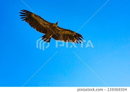 Vulture bird in flight over canyon Gorges du Verdon, Provence in France Vulture bird in flight over canyon Gorges du Verdon, Provence in France 139369304
